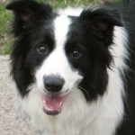 Border Collie.jpg