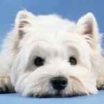 Westie.jpg