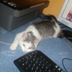 Kis cicám:( R.I.P