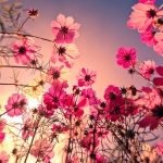 color-field-flowers-photography-pink-Favim_com-324278_large.jpg