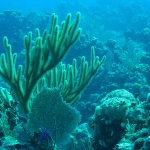 hawaii nyaralás- korall.jpg