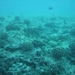 hawaii nyaralás- buvárkodás.jpg