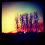 iPhone Photo Montone 8.JPG