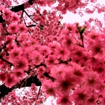cherry flower.jpg