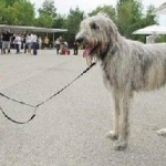 irish_wolfhound.jpg