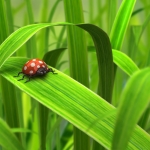 green_day_780.jpg