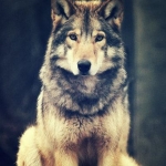 Wolf♥