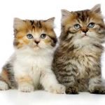 persian-kittens-8.jpg
