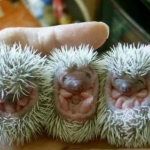 porcupine_babies.jpg