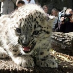 baby_leopard.jpg