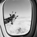 giraffe.jpg