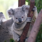 Koala.jpg