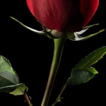 Rose (4).jpg