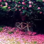 22276-Pink-Flower-Garden.jpg