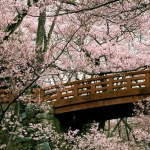Cherry-Blossom-Wallpapers-cherry-blossom-25312463-1024-768.jpg