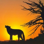 Farkas a naplementében.jpg