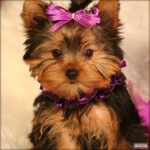 fb31dde7c6c9e3b4ace5532b52845869-1-3-adorable-yorkshire-terrier-teacup-puppies-for-free.jpg