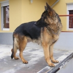 72212716_3-Nemetjuhasz-kolyok-kutyak-eladok-allatok.jpg
