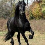 friz-lo-elfogadasra_11290801295.jpg