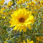 field_of_flowers.jpg