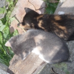 Cuki+Mancs