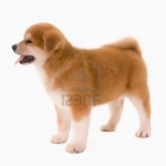 8463536-one-akita-inu-puppy-dog-on-white-background.jpg