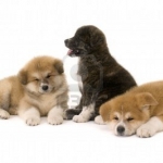 5831918-three-akita-inu-puppy-dog-on-white-background.jpg