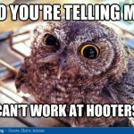 so-youre-telling-me-i-cant-work-at-hooters-owl-bird-meme.jpg