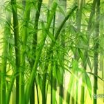 bambusz-