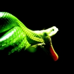 zöld-kígyó-háttérkép-fotó-nb18464.jpg