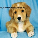 kutyika.jpg