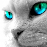 Cat eye.jpg