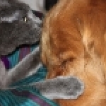 thumbs_fanif4.jpg