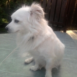 Benji