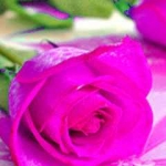 flower.jpg
