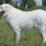 kuvasz.jpg