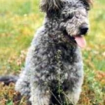 pumi.jpg