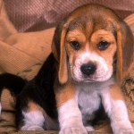 cuki beagle.jpg