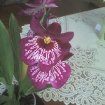 orchidea4.jpg