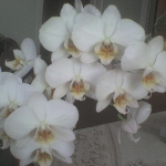 orchidea6.jpg