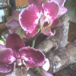 orchidea7.jpg