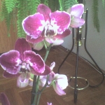orchidea8.jpg