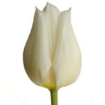 images_tulip.jpg