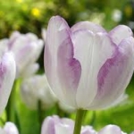 tulip4.jpg