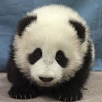 Kicsi panda, olyan cuki *-*