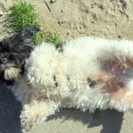 cuki