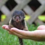 o.O monkey kézben.jpg