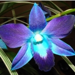 kek_orchidea_2_582543_83297.jpg