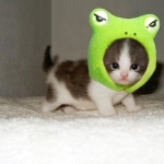 monsterkitten.jpg