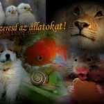 állatok.jpg